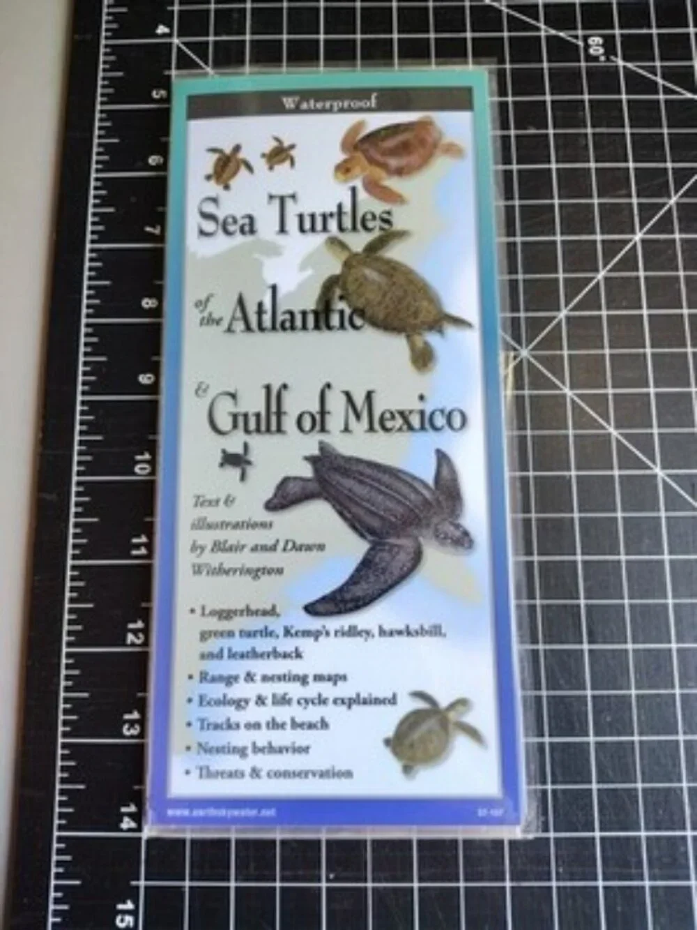Sea Turtles of the Atlantic & Gulf of Mexico (Poster)